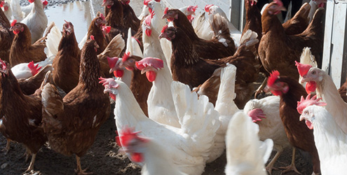 Farmed chickens