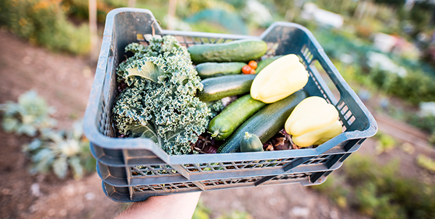 Basket of vegetables 