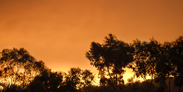 bushfire