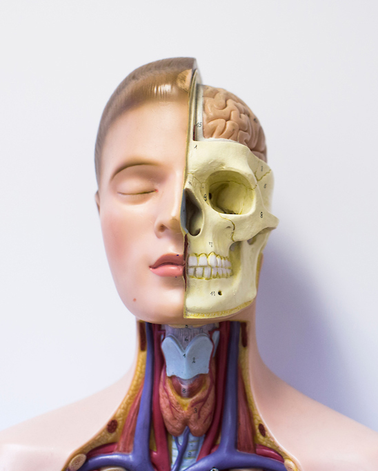 Anatomical model