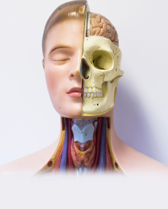 Anatomical model 