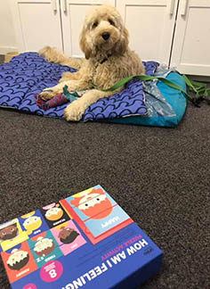 Therapy dog Otto