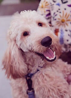 Otto