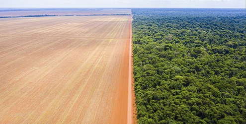Deforestation