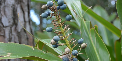 Native ginger
